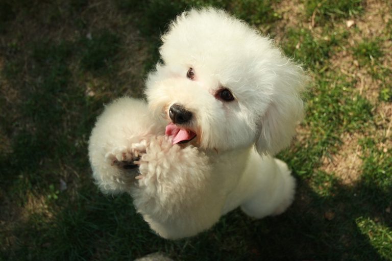 Základy dogdancingu se můžete vy nebo vaše děti naučit pomocí online kurzů