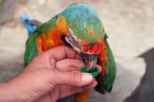 Jaké druhy papoušků chovat ve venkovní voliéře?