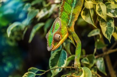 Venkovní terárium pro chameleona: jaké jsou základní požadavky?