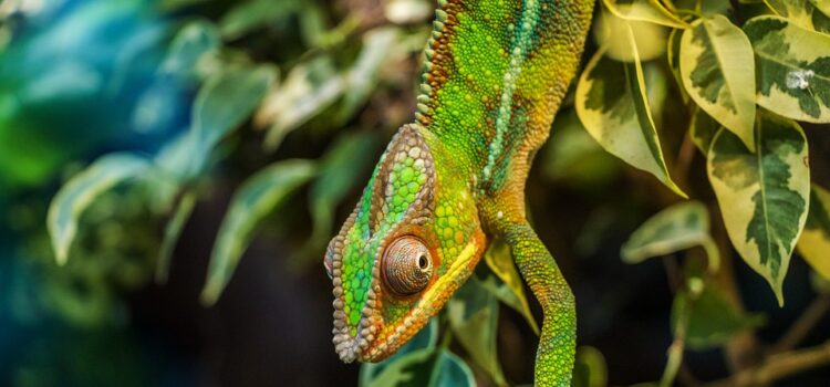 Venkovní terárium pro chameleona: jaké jsou základní požadavky?