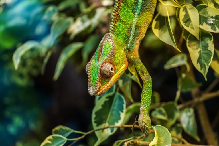 Venkovní terárium pro chameleona: jaké jsou základní požadavky?