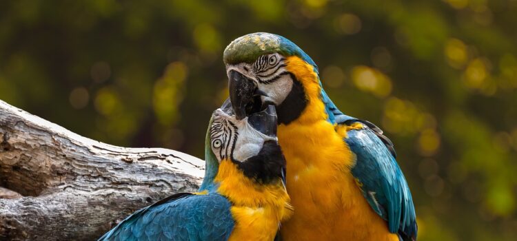 Jak se postarat o papouščí potomstvo